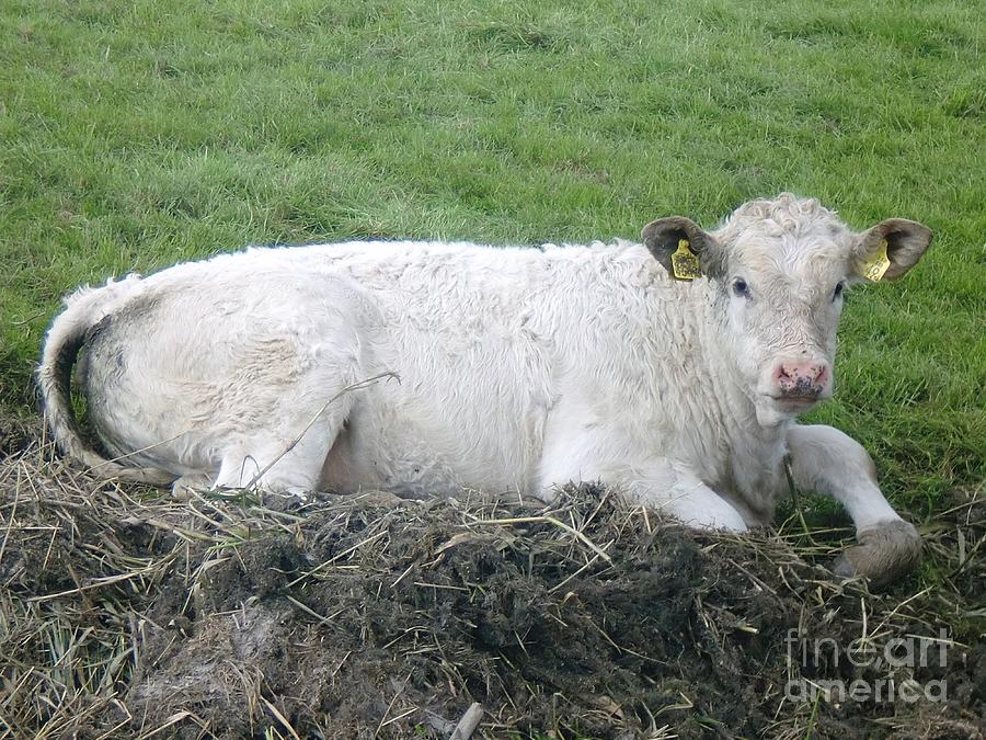 Cow Photograph - Lazy Cow by Anastasis  Anastasi