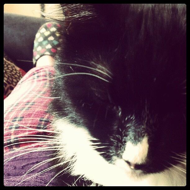 Cat Photograph - Lazy Day #cat #pajamas #slippers #sofa by Bee Mcmahon