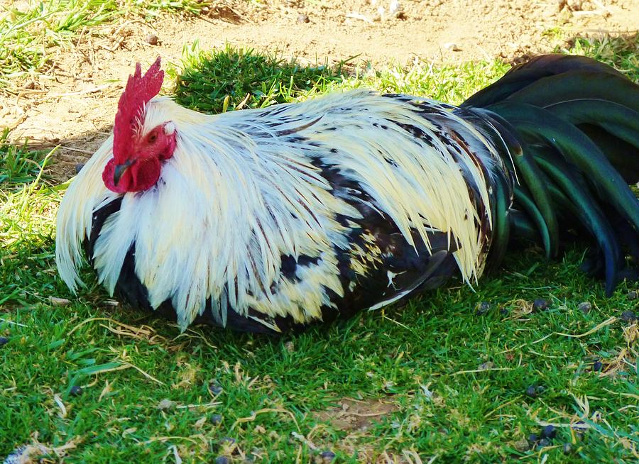 Lazy Rooster Photograph by Jeanette Oberholtzer