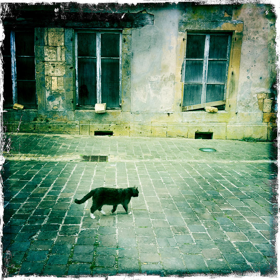 chat lynx gris