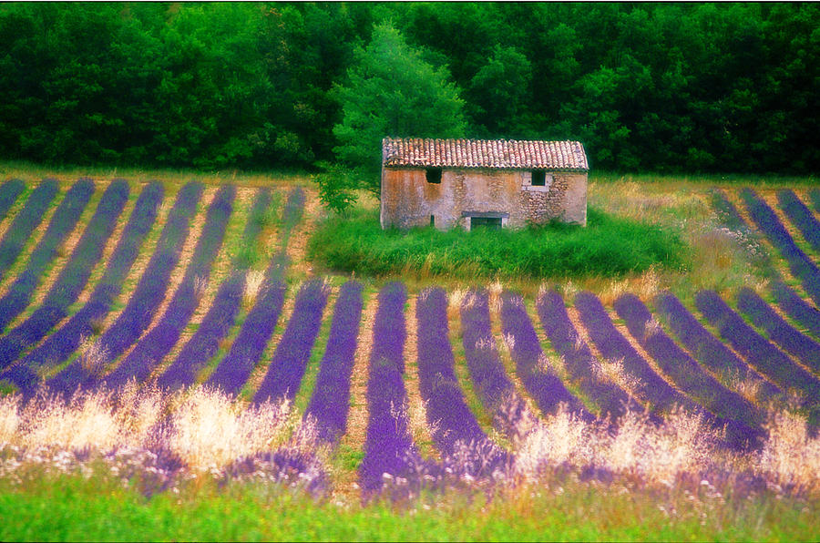 Lavender Fields Photograph - Le Mas by John Galbo