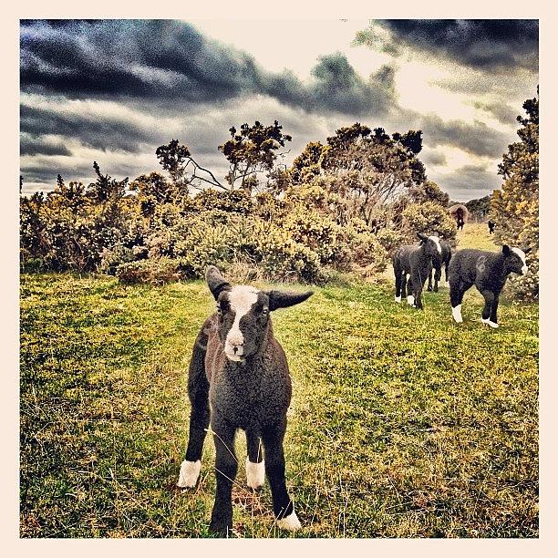Sheep Photograph - Leader Of The Gang! #sheep #lamb #lambs by Robert Campbell