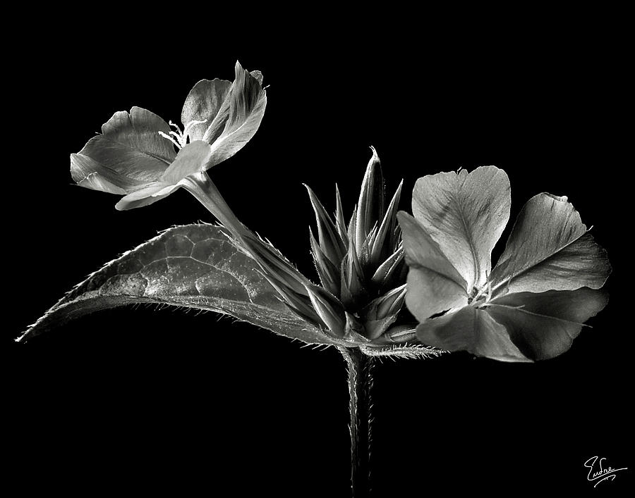 Leadwort in Black and White Photograph by Endre Balogh