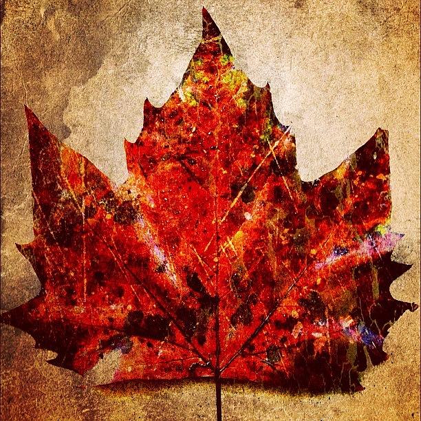 Instagram Photograph - Leaf 1 by Jason Feather
