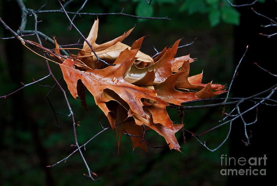 Tree Photograph - Leaf 1 by Robert Sander