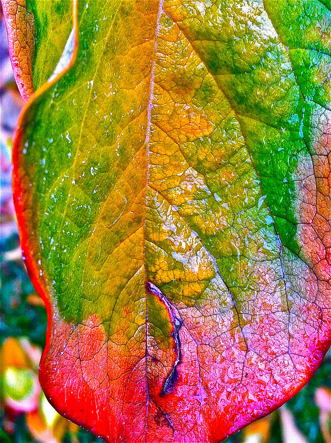 Leaf 2 Photograph by Bill Owen