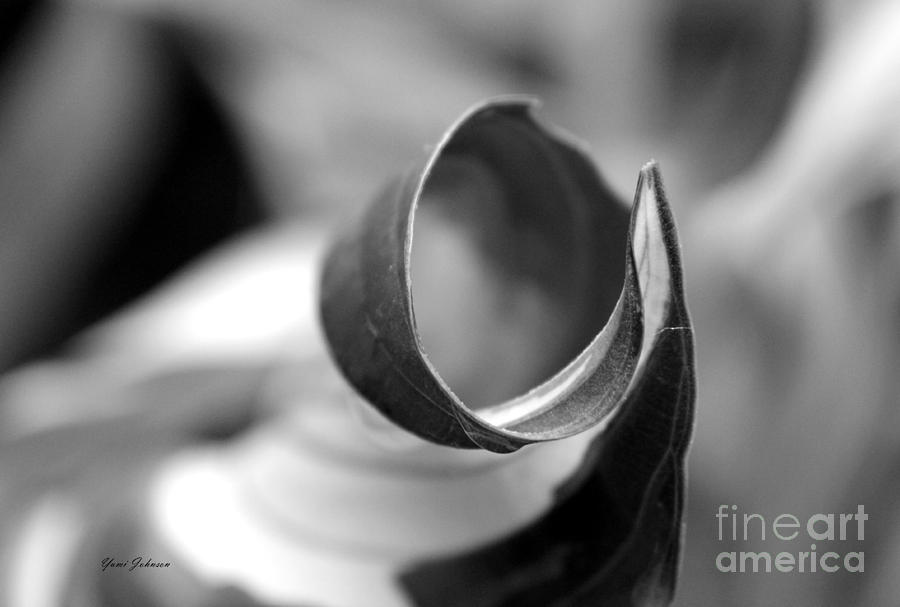 Leaf abstract in black and white Photograph by Yumi Johnson