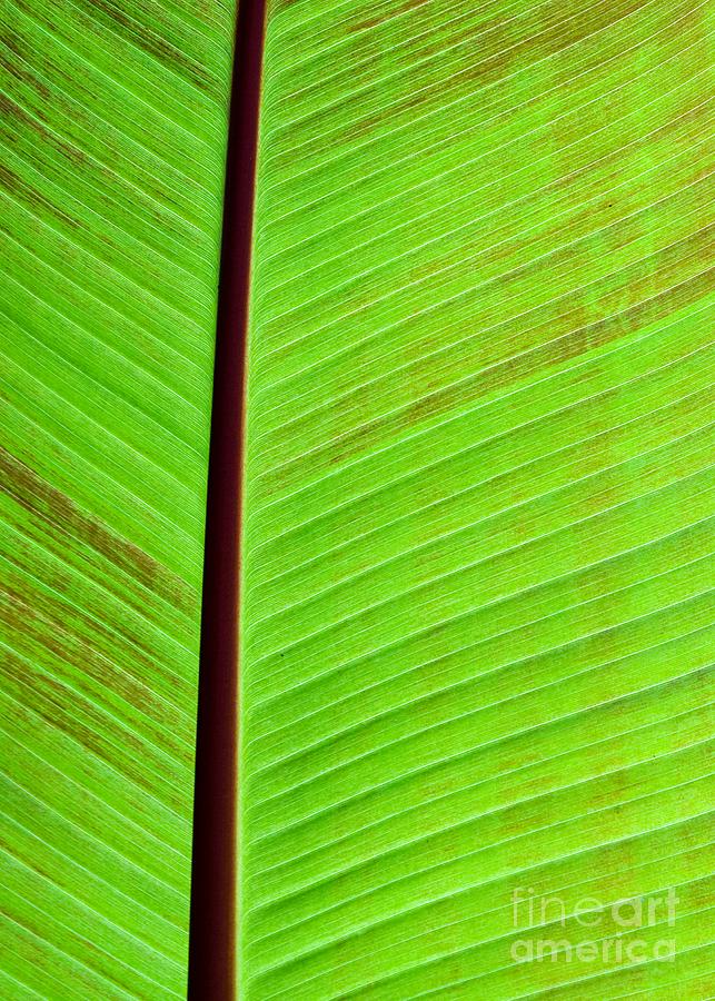 Leaf Abstract Photograph by Sabrina L Ryan