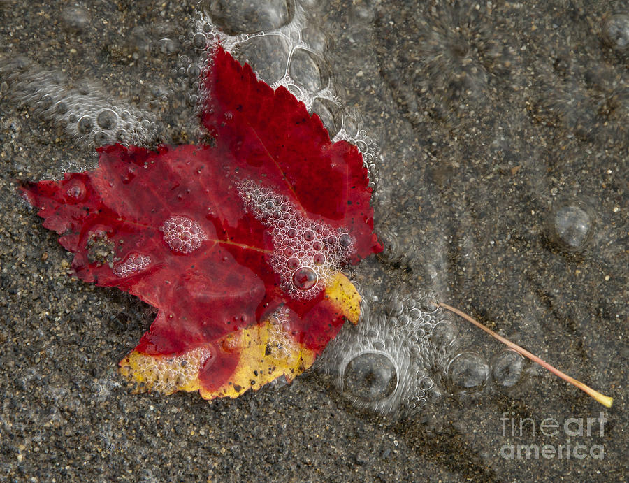 Leaf and Bubbles  Photograph by Alana Ranney