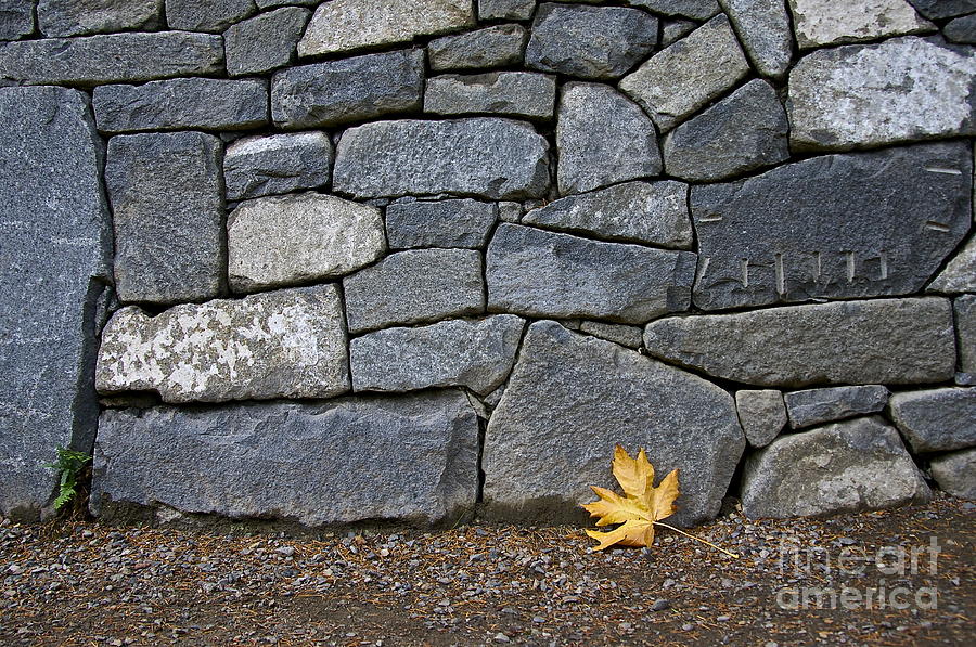Leaf and Stone Photograph by Sean Griffin