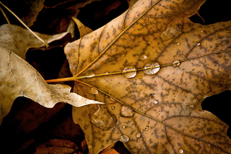 Fall Photograph - Leaf And Water by Burney Lieberman