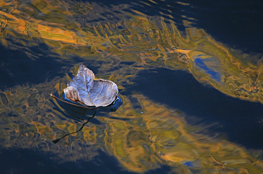 Leaf And Water Photograph by Diana Douglass