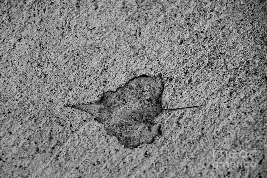 Leaf Art in concrete Photograph by Yumi Johnson