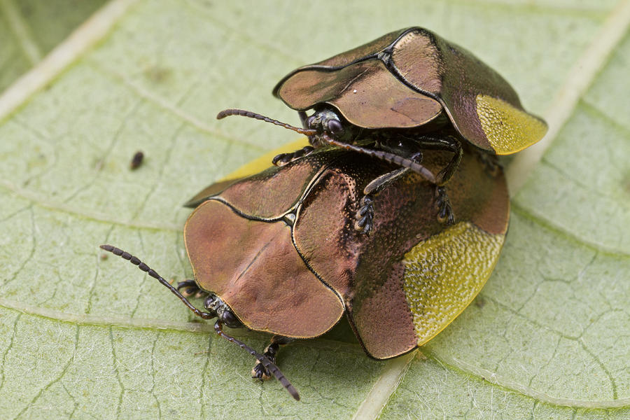 Leaf Beetles Mating Sipaliwini Surinam Photograph by Piotr Naskrecki