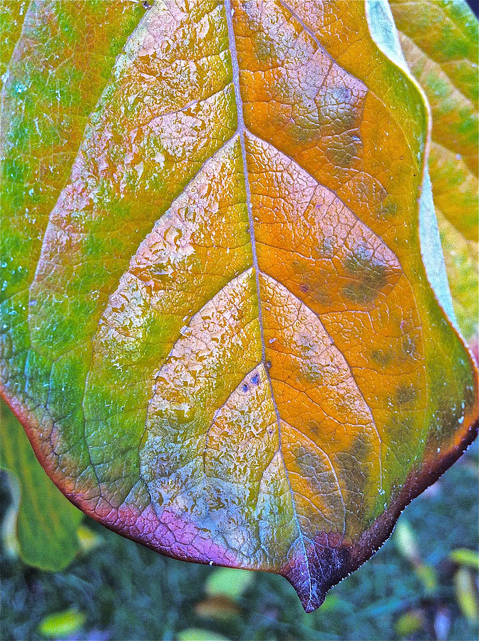 Leaf Photograph by Bill Owen
