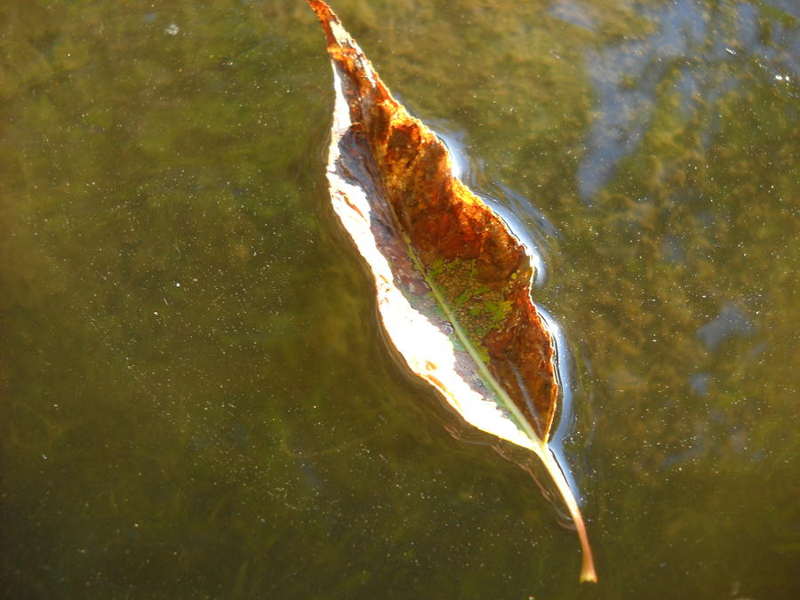 Leaf Boat Floating Away Photograph by Kent Lorentzen - Fine Art
