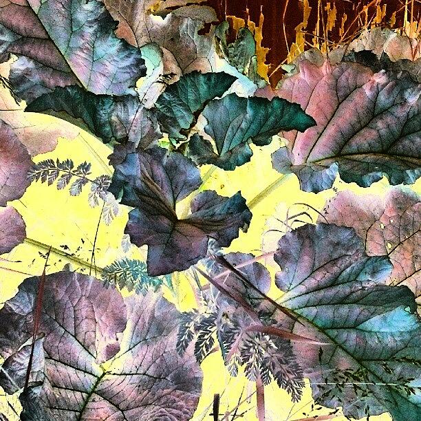 Abstract Photograph - Leaf Bouquet #abstract  #android #art by Marianne Dow