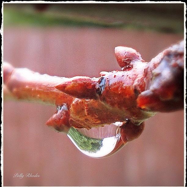 Nature Photograph - Leaf Buds And Raindrops #leaf #bud by Polly Rhodes