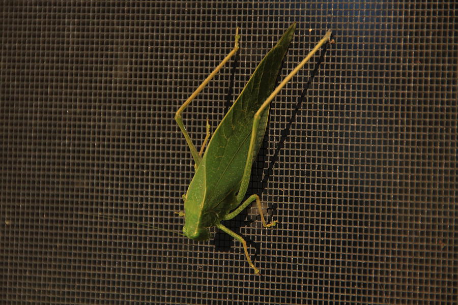 Leaf Bug - Katydid Photograph by Cynthia Cox Cottam