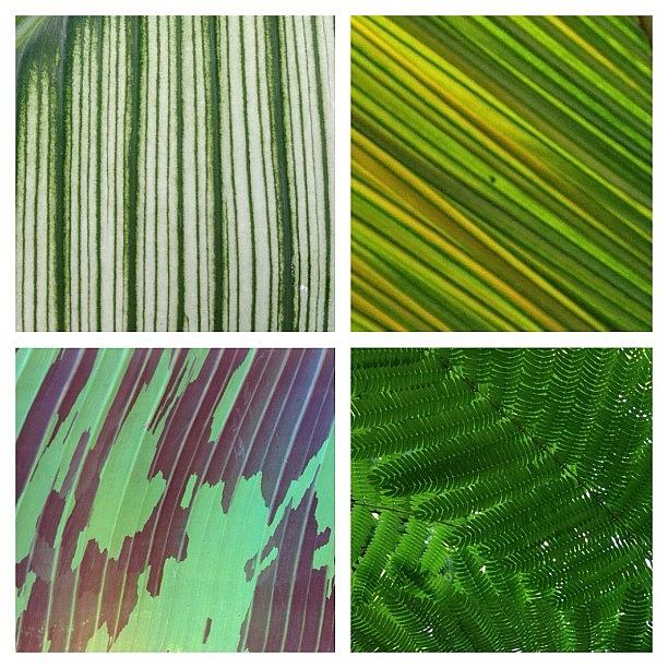 Pattern Photograph - leaf collage II by Travel Designed