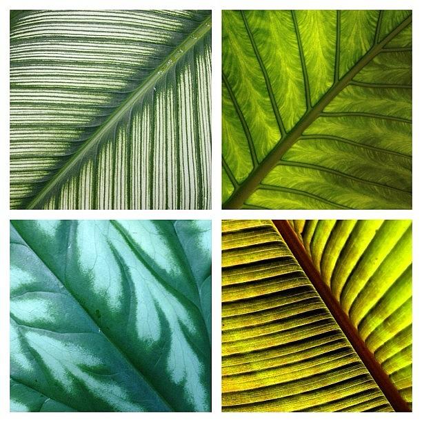Nature Photograph - Leaf Collage by Travel Designed