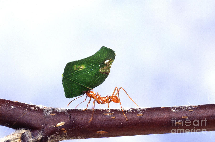 Animal  - Leaf-cutting Ant With Leaf by Science Source