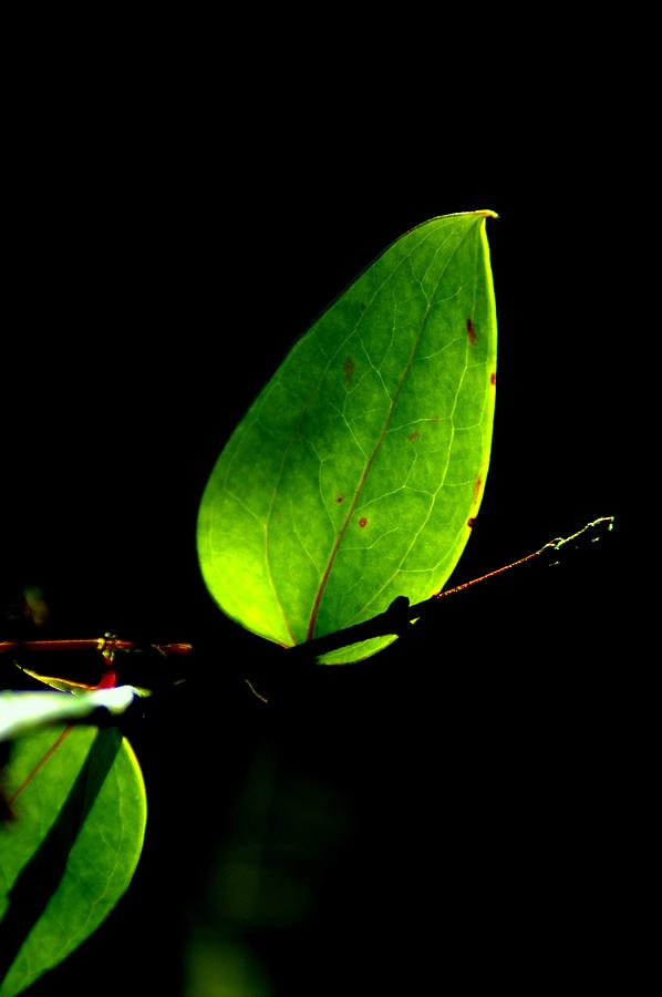 Leaf Photograph by David Weeks
