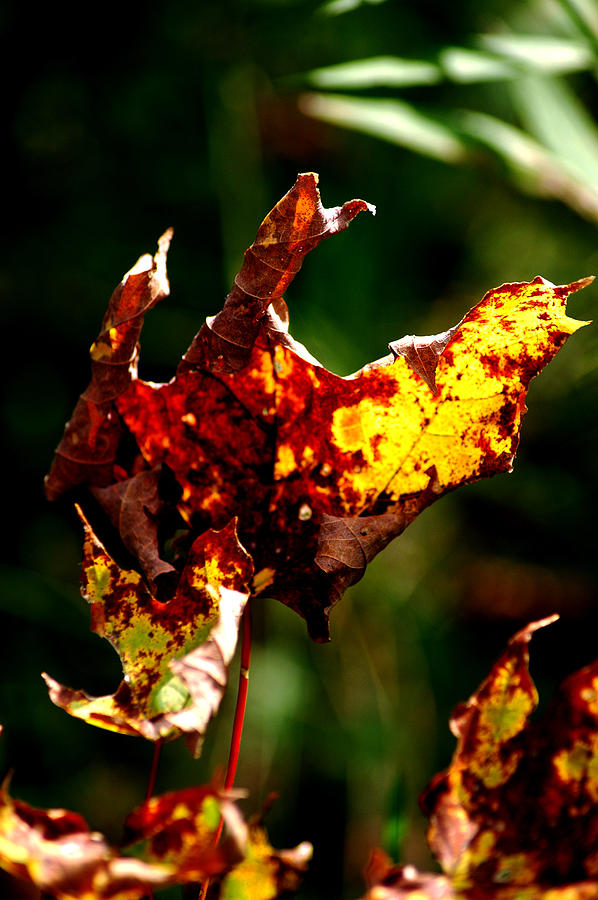 Visual leaf decay текстур пак