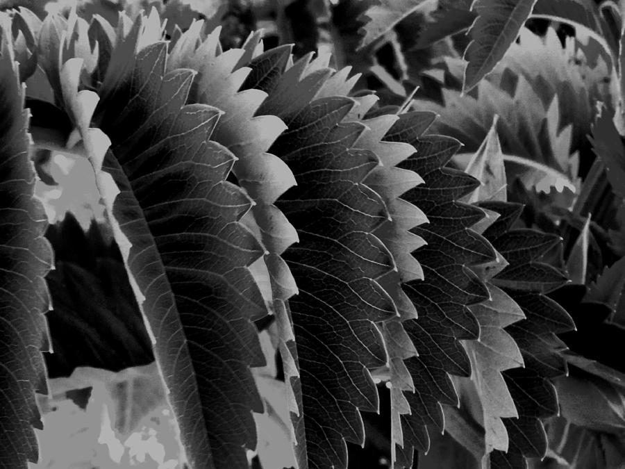 Leaf Designs Photograph by Vijay Sharon Govender