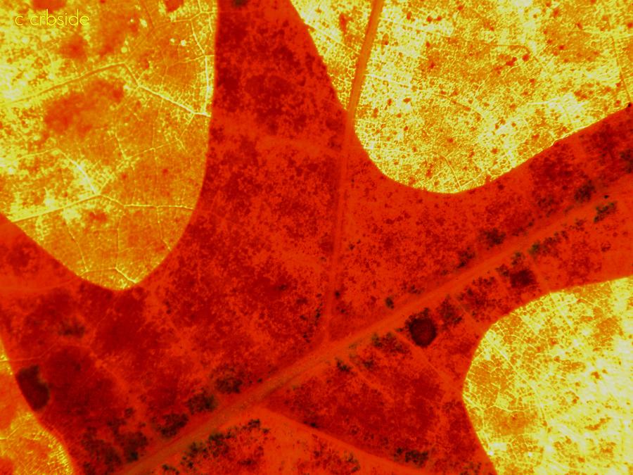 Leaf Detail In Gold And Orange Photograph by Chris Berry