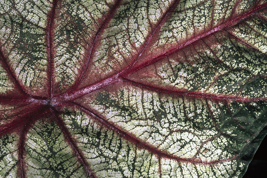 Leaf Detail, Mindo Cloud Forest, Ecuador Photograph by Pete Oxford