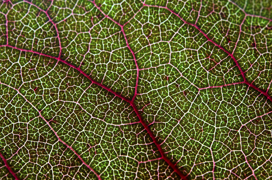 Leaf Photograph by Fabrizio Troiani