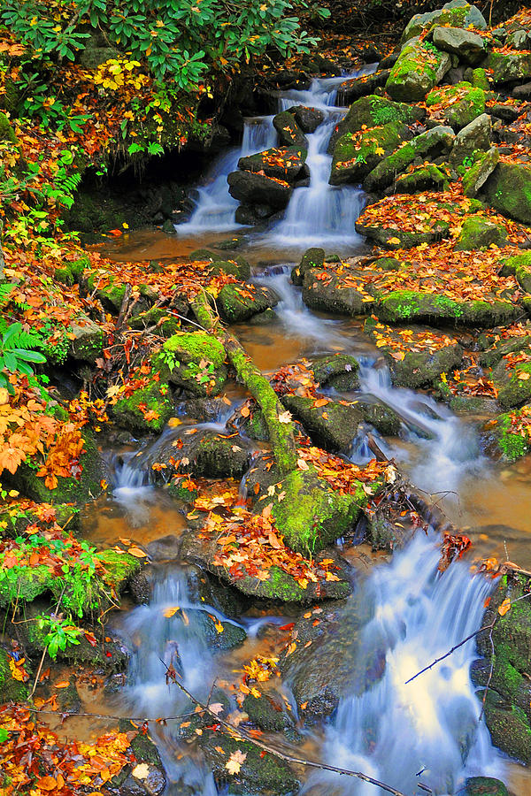 Leaf Falls Photograph by Alan Lenk