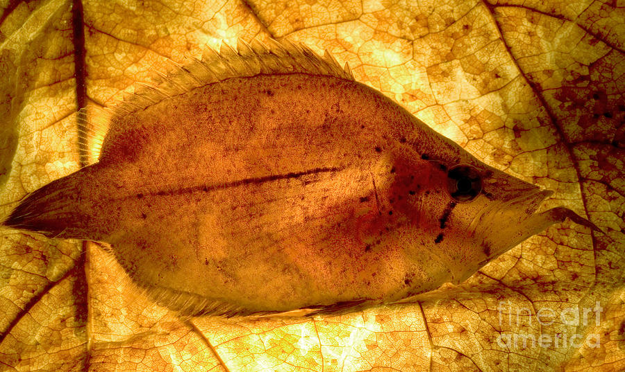 Leaf Fish Photograph by Dant Fenolio