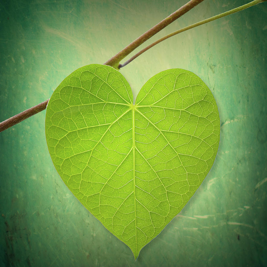 All 92+ Images Green Plant With Heart Shaped Leaves Sharp