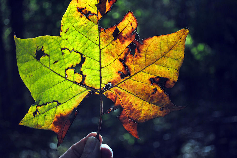 Leaf in Light Photograph by Jeffrey Platt