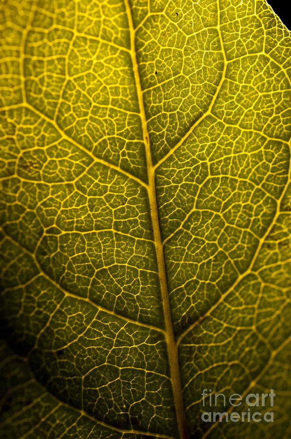 Leaf in Macro Photograph by Micah May