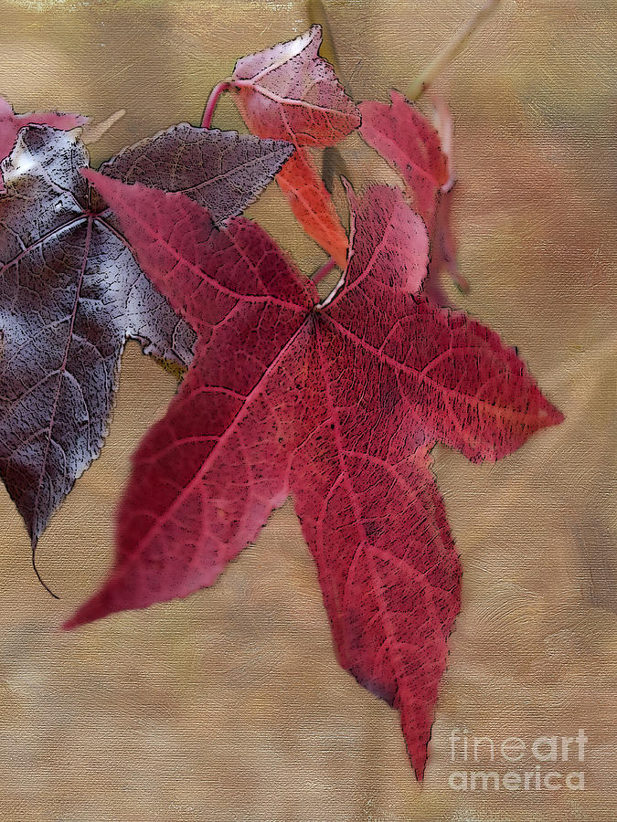 Leaf in Red Photograph by Betty LaRue