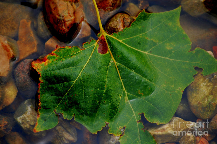 Fall Photograph - Leaf in the River by Anjanette Douglas