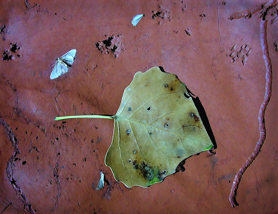 Leaf Libretto Photograph by Britt Runyon