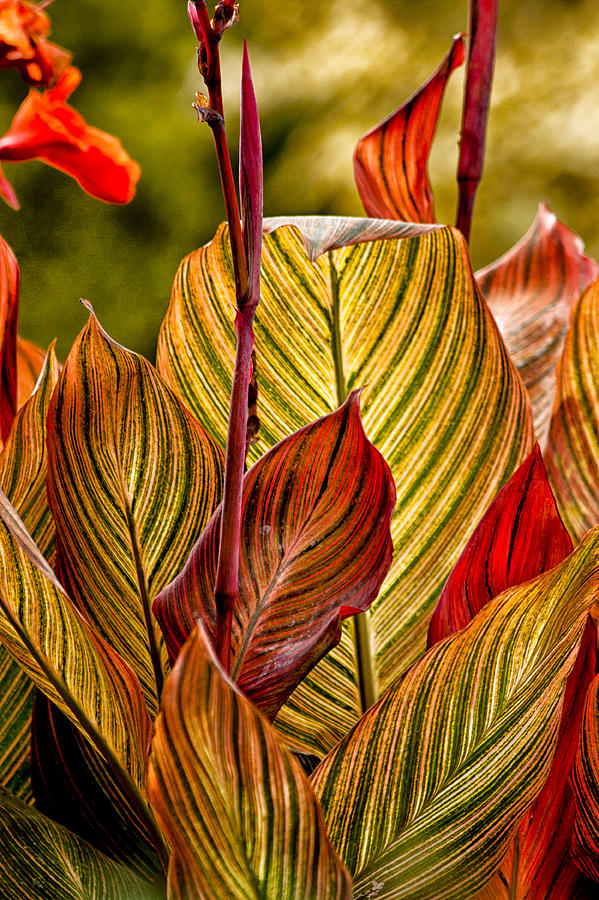 Leaf Lines Photograph by Lauri Novak - Fine Art America