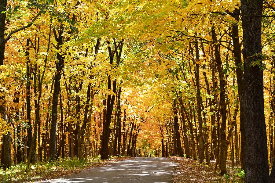 Leaf Lit Path Photograph by Kim Hymes - Fine Art America