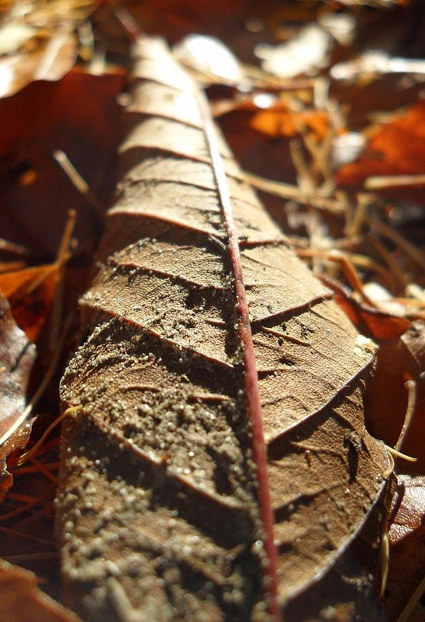 Leaf Litter Photograph by Michael Standen Smith