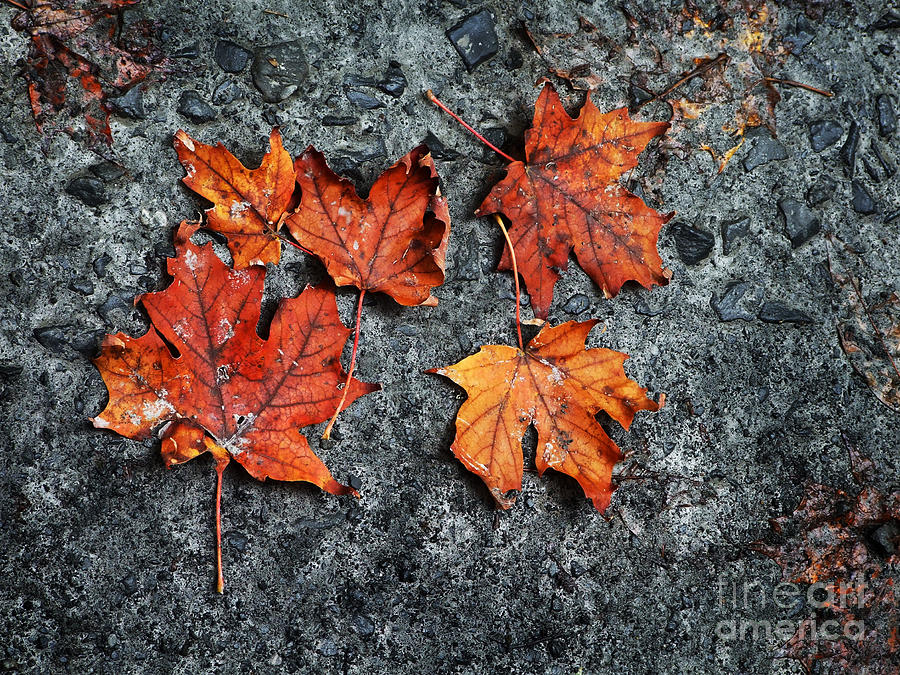 Leaf Litter Photograph Photograph by Kristen Fox