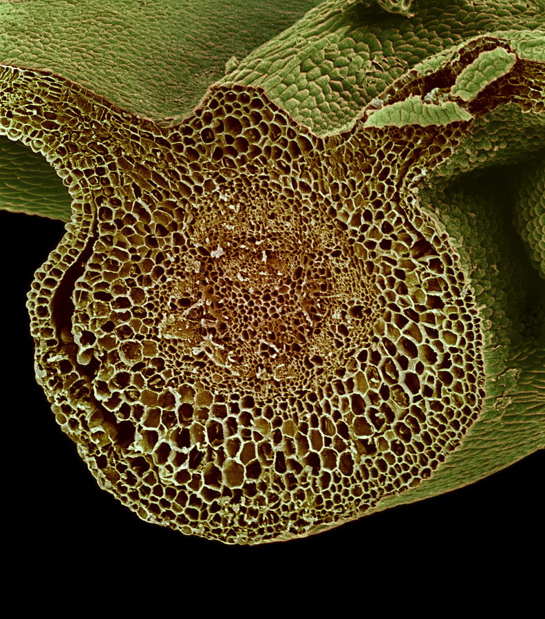 Leaf Midrib, Sem Photograph by Biomedical Imaging Unit, Southampton ...