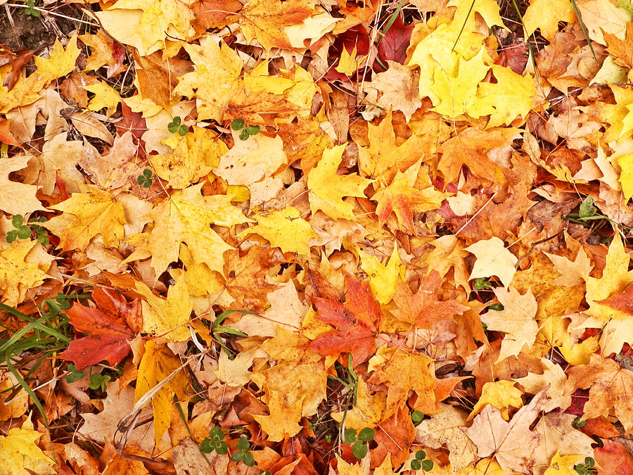 Leaf Mosaic Photograph By Judith Lawhon - Fine Art America