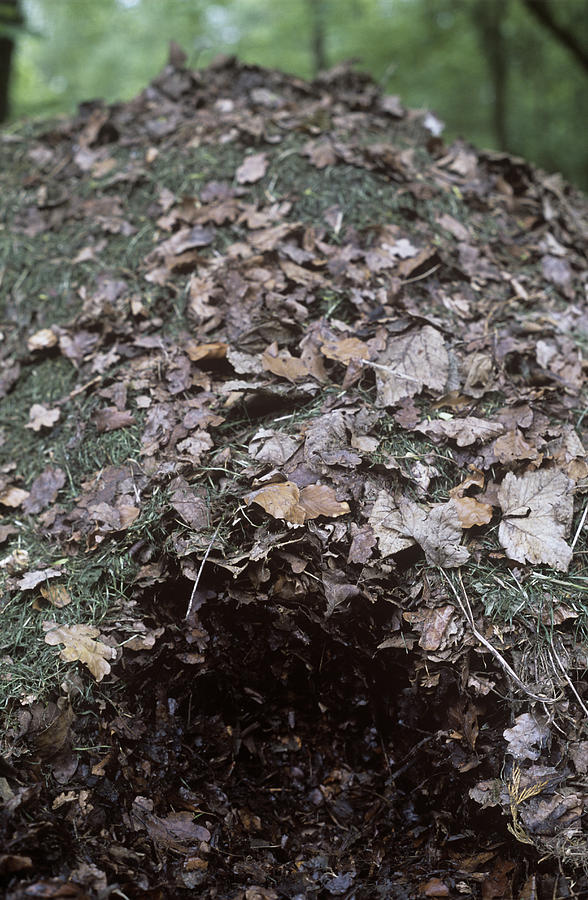 Leaf Mould Heap Photograph by Maxine Adcock - Fine Art America