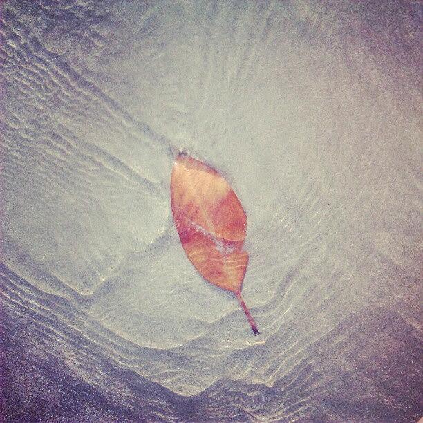 Fall Photograph - Leaf by Nawarat Namphon