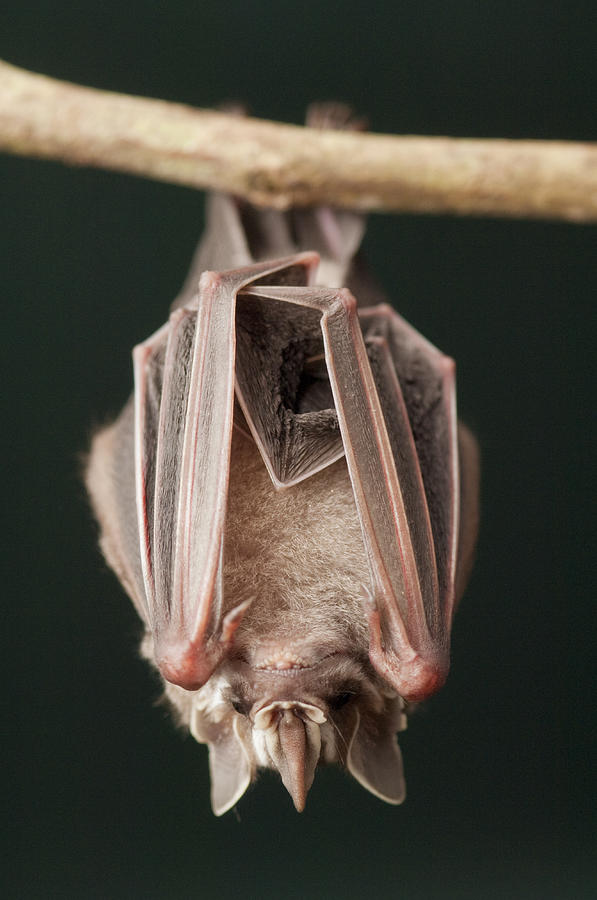 Leaf-nosed Bat Phyllostomidae, Amazon Photograph by Murray Cooper
