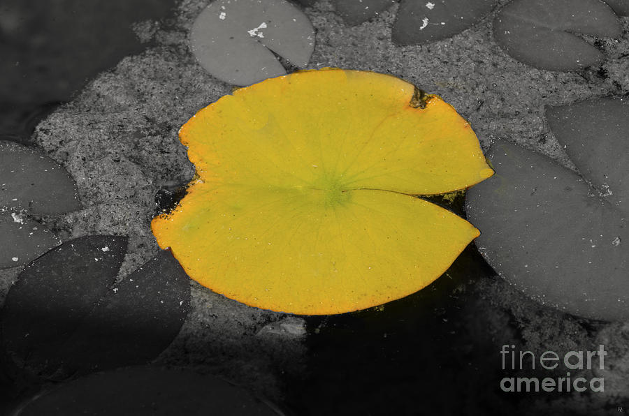 Leaf on a Pond II Photograph by Donna Greene